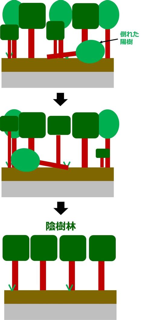 陽樹 種類|生物基礎：遷移の分類、一次遷移(裸地～陰樹林)の過。